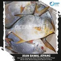 Gambar Ikan Bawal Jepang Segar - Ikan Bawal Bintang Fresh / Marukoban Fresh dari Ocean Fish undefined 3 Tokopedia