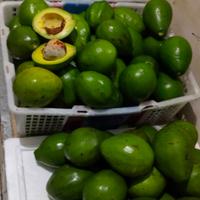 Gambar Alpukat Mentega Maumere dari Maryam-MarketHalal undefined 3 Tokopedia
