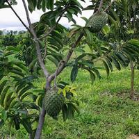 Gambar Benih SIRSAK [isi-7] Biji Buah dari You and I garden_NEW undefined 5 Tokopedia