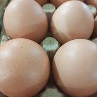 Gambar Telur Ayam Eropa Big - 30 Butir dari Laziosupplay undefined 1 Tokopedia