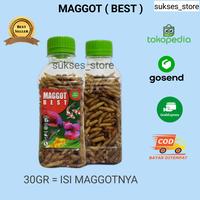 Gambar Maggot BSF Maggot kering Maggot 30gr kwalitas maggot GRADE A dari sukses_ store undefined 1 Tokopedia