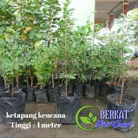 Gambar bibit ketapang kencana dari Berkat Bibit Unggul undefined 2 Tokopedia