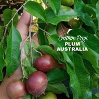 Gambar Pohon Buah Plum Ause Tinggi 2 Meter dari Bibit Buah Jogja undefined 2 Tokopedia