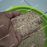 Gambar BENIH BIJI RUMPUT GAJAH MINI/BENIH RUMPUT UNTUK TAMAN,LAPANGAN DLL 1Kg dari Sasa Taman Indah undefined 4 Tokopedia