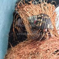 Gambar kelomang darat brevimanus L dari Crockbeans undefined 5 Tokopedia