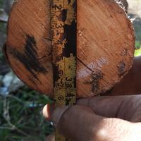 Gambar kayu dolken diameter 8/10 dari PD TULUS JAYA undefined 2 Tokopedia