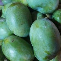 Gambar Mangga Muda Rujak 1kg dari ONSEDA undefined 2 Tokopedia
