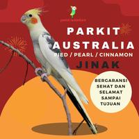 Gambar burung falk parkit Australia dari Parrot Nusantara undefined 1 Tokopedia