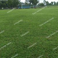 Gambar BENIH BIJI RUMPUT GAJAH MINI/BENIH RUMPUT UNTUK TAMAN,LAPANGAN DLL 1Kg dari Sasa Taman Indah undefined 1 Tokopedia