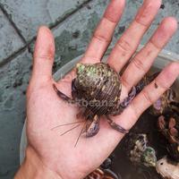 Gambar kelomang darat brevimanus L dari Crockbeans undefined 4 Tokopedia