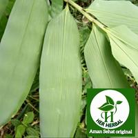 Gambar promo Daun bambu beras ukuran 4 jari segar khusus untuk bacang dari Herherbal165 undefined 1 Tokopedia
