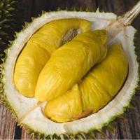 Gambar bibit durian musangking unggul dan murah dari pusatgrosirbibitt undefined 2 Tokopedia