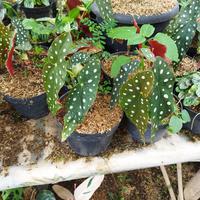 Gambar tanaman hias begonia polkadot mocca dari Nathan Alfarizki Arrovi28 undefined 4 Tokopedia