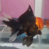 Gambar ikan mas koki oranda tri color dari almeerakoi undefined 4 Tokopedia