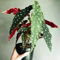 Gambar tanaman hias begonia polkadot mocca dari Nathan Alfarizki Arrovi28 undefined 3 Tokopedia