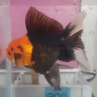 Gambar ikan mas koki oranda tri color dari almeerakoi undefined 1 Tokopedia