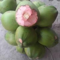 Gambar kelapa ijo hijau fres kelapa untuk obat dari Aeeshastore undefined 1 Tokopedia