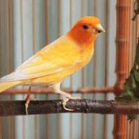Gambar Burung Kenari Lokal super pilihan dari Yanto Bird Shop undefined 3 Tokopedia