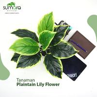 Gambar Sumara Artificial Plaintain Lily – Tanaman Hias Sintetis dengan Pot dari Toko Rumput Sumara undefined 4 Tokopedia