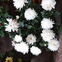 Gambar bunga aster krisan putih dari adin florist undefined 3 Tokopedia