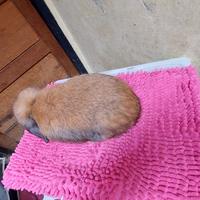 Gambar kelinci indukan holland lop pejantan dari ardian petshop kelinci undefined 2 Tokopedia
