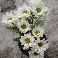 Gambar bunga aster krisan putih dari adin florist undefined 2 Tokopedia