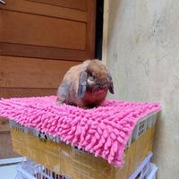 Gambar kelinci indukan holland lop pejantan dari ardian petshop kelinci undefined 1 Tokopedia
