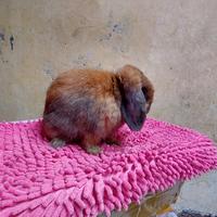 Gambar kelinci indukan holland lop pejantan dari ardian petshop kelinci undefined 3 Tokopedia