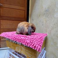 Gambar kelinci indukan holland lop pejantan dari ardian petshop kelinci undefined 4 Tokopedia