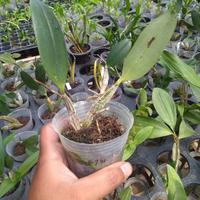 Gambar Anggrek Dendrobium Agregatum dari citra orchids_NEW undefined 3 Tokopedia