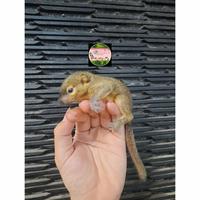Gambar Bajing Kelapa Beby dari ShaaAnimals undefined 1 Tokopedia