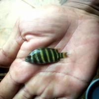 Gambar ikan hias zebra 99 dari Fauna aqua undefined 2 Tokopedia