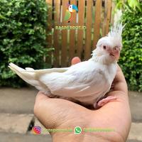 Gambar Falk / Cockatiel / Parkit Australia / Albino MM dari Rasparrotid undefined 2 Tokopedia