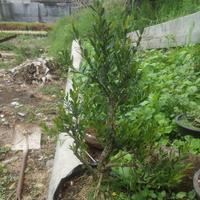 Gambar Bonsai Boksus dari Eenkshop undefined 1 Tokopedia