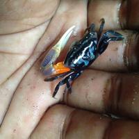 Gambar fiddler crab - kepiting komando - kepiting hias - kepiting merdeka dari Wans Store ind undefined 1 Tokopedia