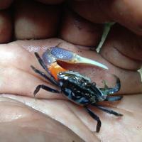 Gambar fiddler crab - kepiting komando - kepiting hias - kepiting merdeka dari Wans Store ind undefined 4 Tokopedia