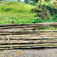 Gambar tiang bambu Bendera umbul umbul siap pakai panjang 7 meter dari Adon jaya floura undefined 5 Tokopedia