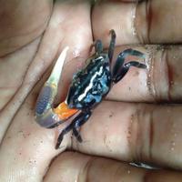 Gambar fiddler crab - kepiting komando - kepiting hias - kepiting merdeka dari Wans Store ind undefined 2 Tokopedia