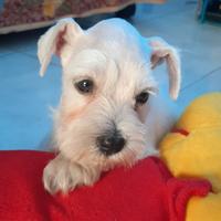 Gambar White Miniature Schnauzer dari Natasha Gading Dog Home undefined 4 Tokopedia