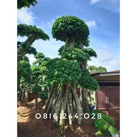 Gambar Pohon Beringin Korea Super Mewah Terlaris dari Pusat Pohon Peneduh Pelindung undefined 3 Tokopedia