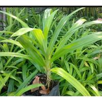 Gambar Tanaman Pandan wangi, Pohon Pandan, Tanaman obat. dari NolNam undefined 3 Tokopedia