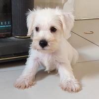 Gambar White Miniature Schnauzer dari Natasha Gading Dog Home undefined 2 Tokopedia