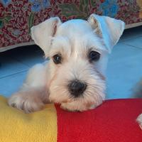 Gambar White Miniature Schnauzer dari Natasha Gading Dog Home undefined 5 Tokopedia