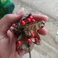 Gambar BIJI SAGA / SOGOK TUNTENG / SOGO TELIK / Tanaman obat berkhasiat bisa - Grade B, 50 biji dari Arrahman shop ID undefined 3 Tokopedia