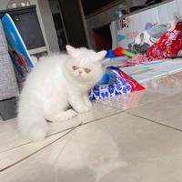 Gambar kucing persian peaknose betina white dari kaya ungkep presto undefined 3 Tokopedia