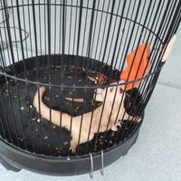 Gambar sugar glider creamino dari Kaliandra pets undefined 3 Tokopedia