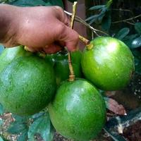 Gambar bibit alpukat miki super okulasi dari surga bibit tanaman_NEW undefined 2 Tokopedia
