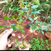 Gambar pohon buah murbei tinggi 150 cm dari Nurapni.store undefined 3 Tokopedia