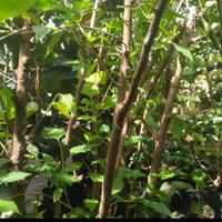 Gambar pohon buah murbei tinggi 150 cm dari Nurapni.store undefined 2 Tokopedia