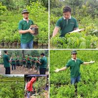 Gambar Bibit Mangga Kiojay 1 Meter Up dari Rumah Tanaman Store undefined 3 Tokopedia